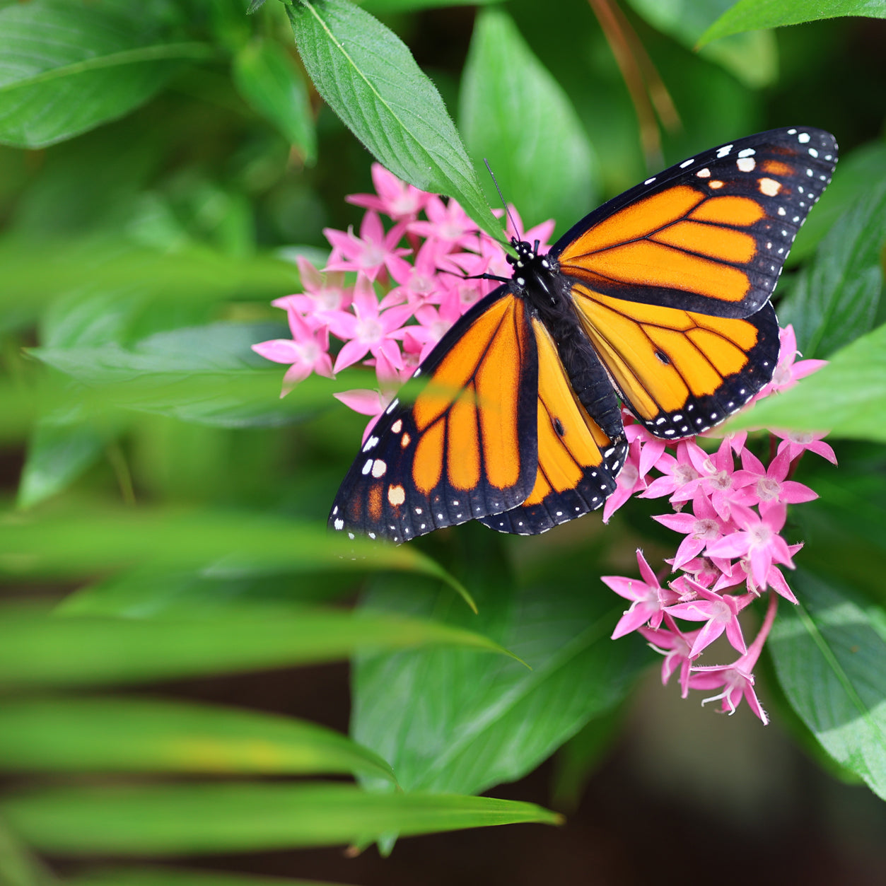 Monarch Butterfly 10 10x10 Digital Art