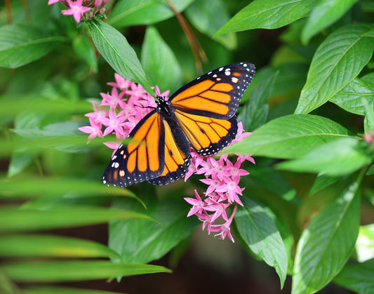 Monarch Butterfly 10 11x14 Digital Art