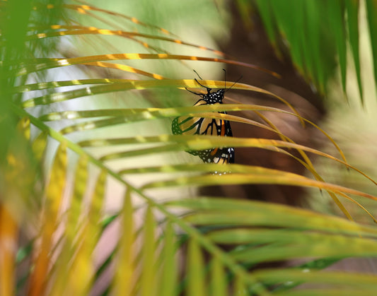 Monarch Butterfly 11 Digital Art