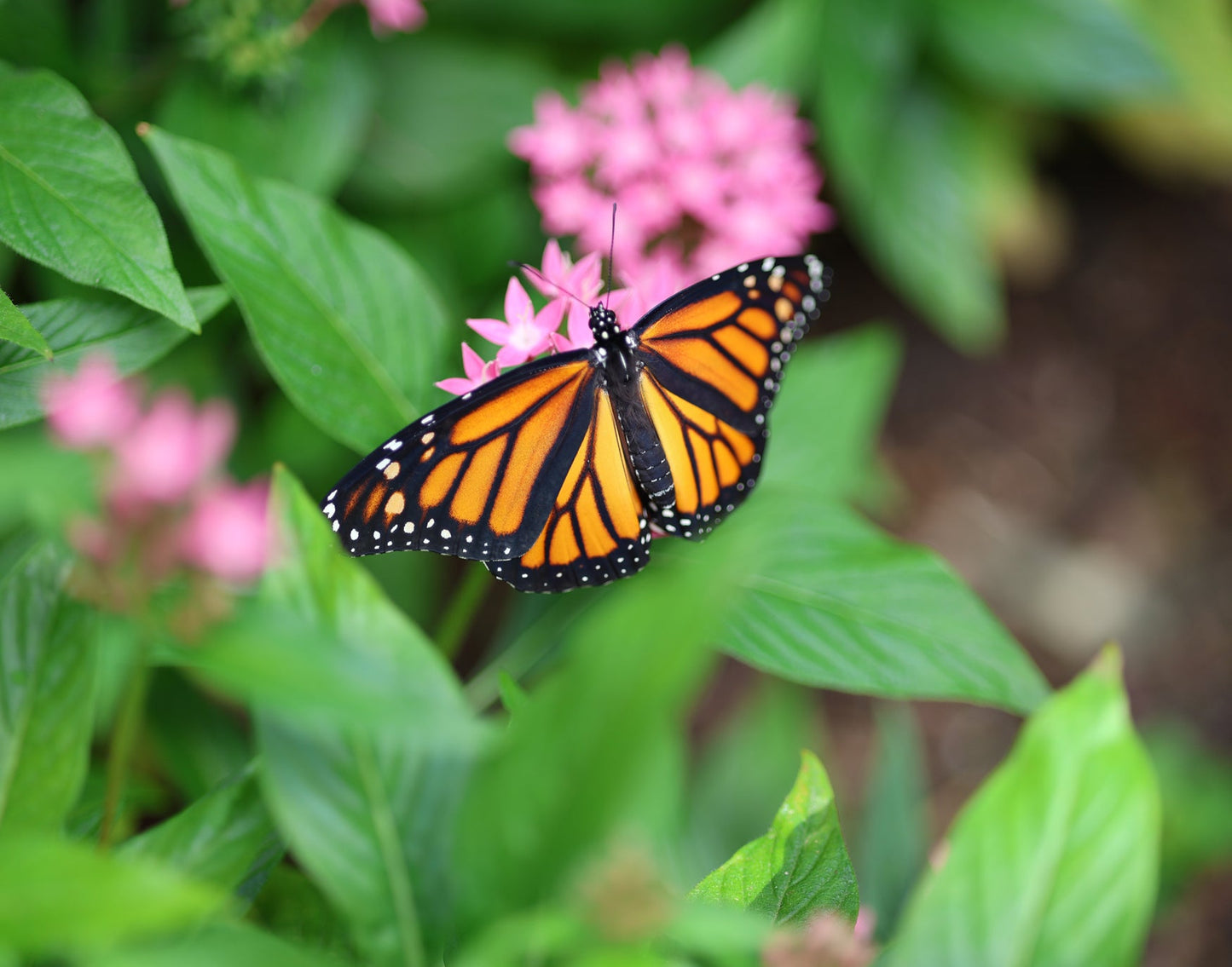 Monarch Butterfly 14 11x14 Digital Art