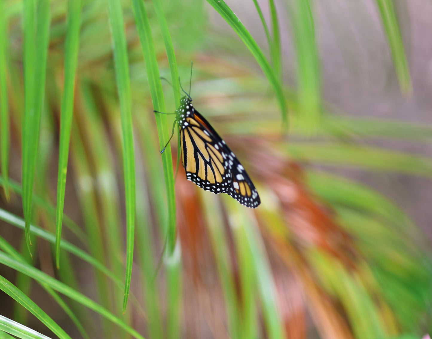 Monarch Butterfly 15 11x14 Digital Art