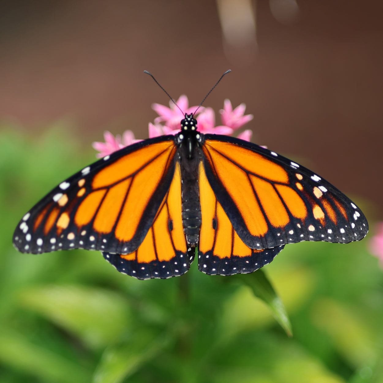 Monarch Butterfly 3 10x10 Digital Art