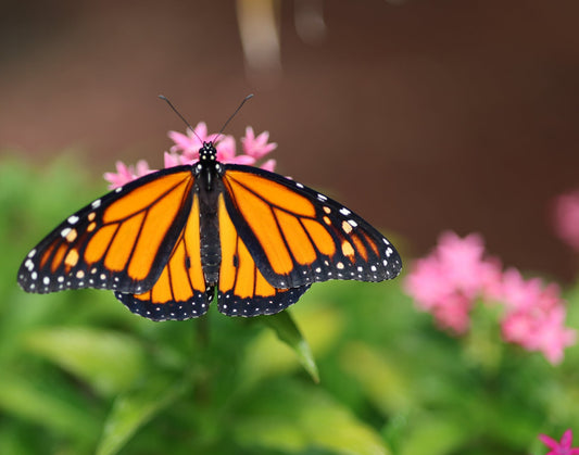 Monarch Butterfly 3 11x14 Digital Art