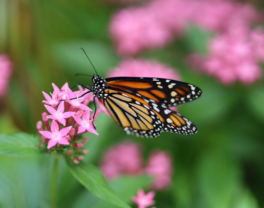 Monarch Butterfly 4 11x14 Digital Art