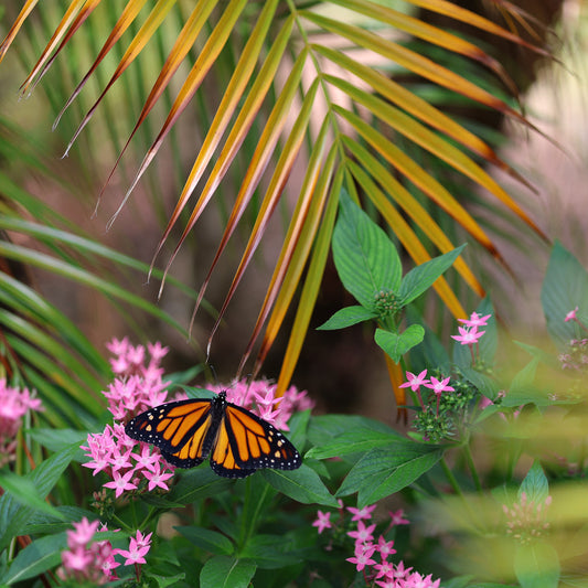 Monarch Butterfly 8 10x10 Digital Art