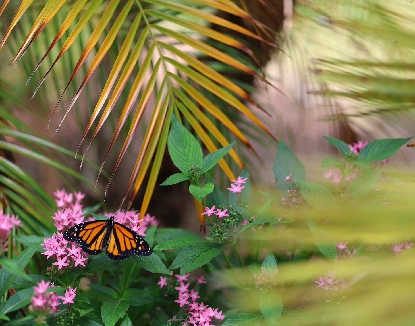 Monarch Butterfly 8 11x14 Digital Art