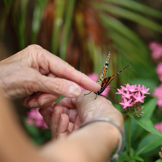 Monarch Butterfly and Hands 1 Digital Art