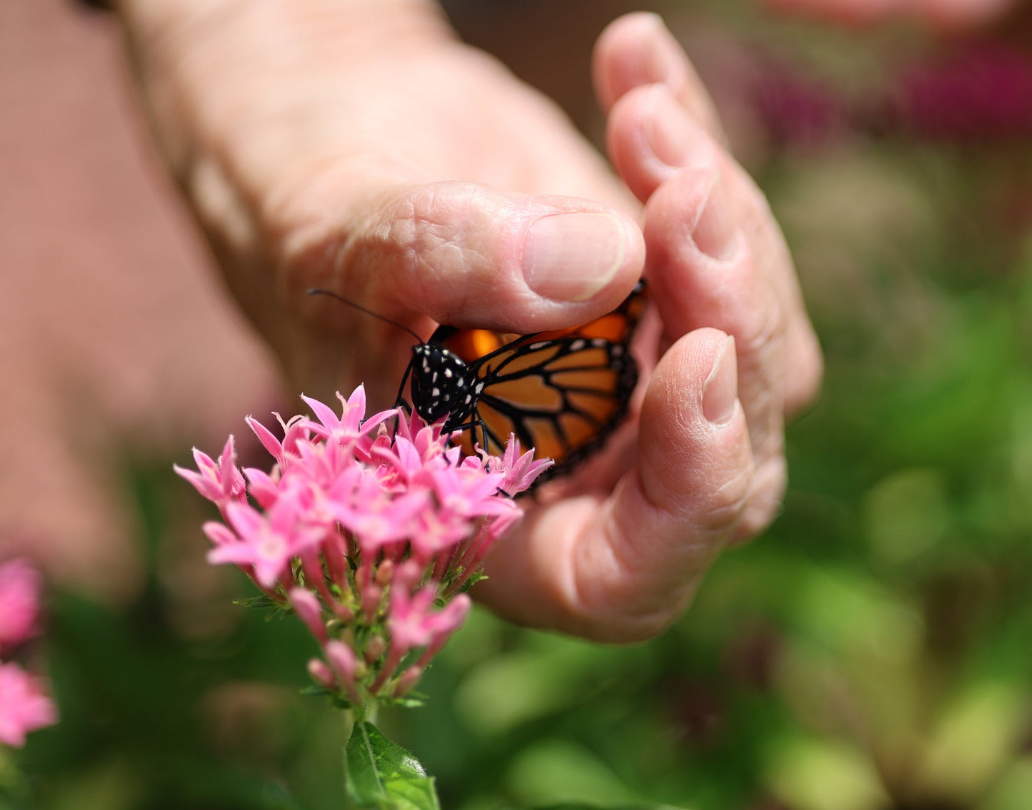 Monarch Butterfly and Hands 2 Digital Art