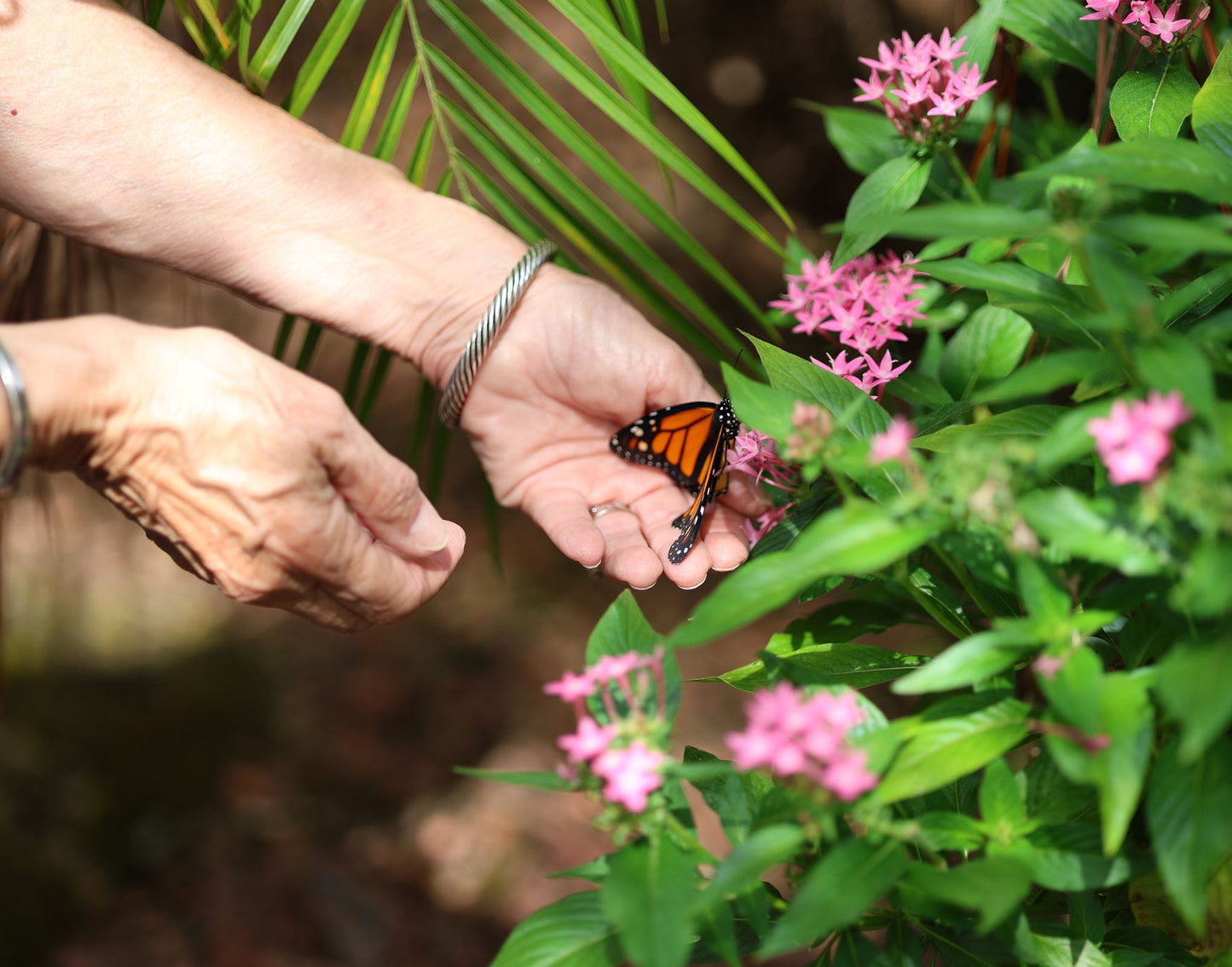 Monarch Butterfly and Hands 3 Digital Art