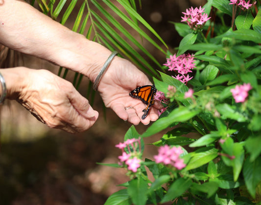 Monarch Butterfly and Hands 3 Digital Art
