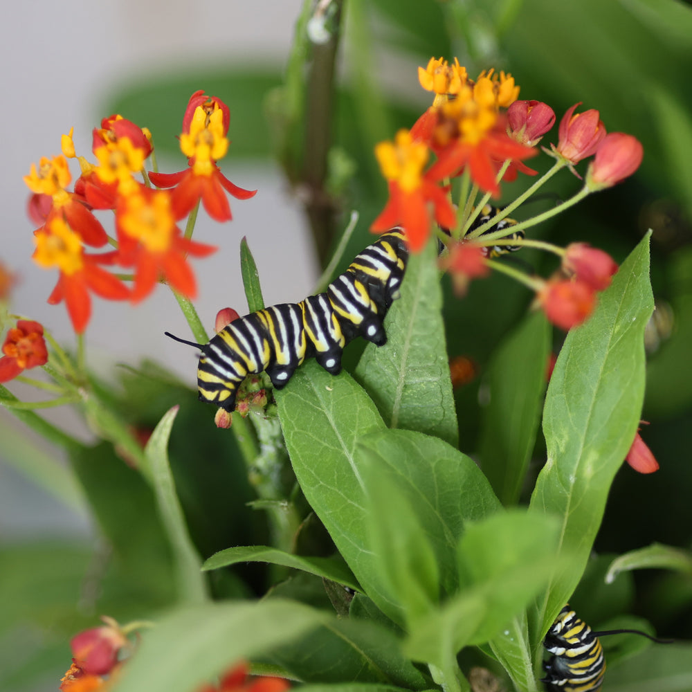 Monarch Caterpillars 1 Digital Art