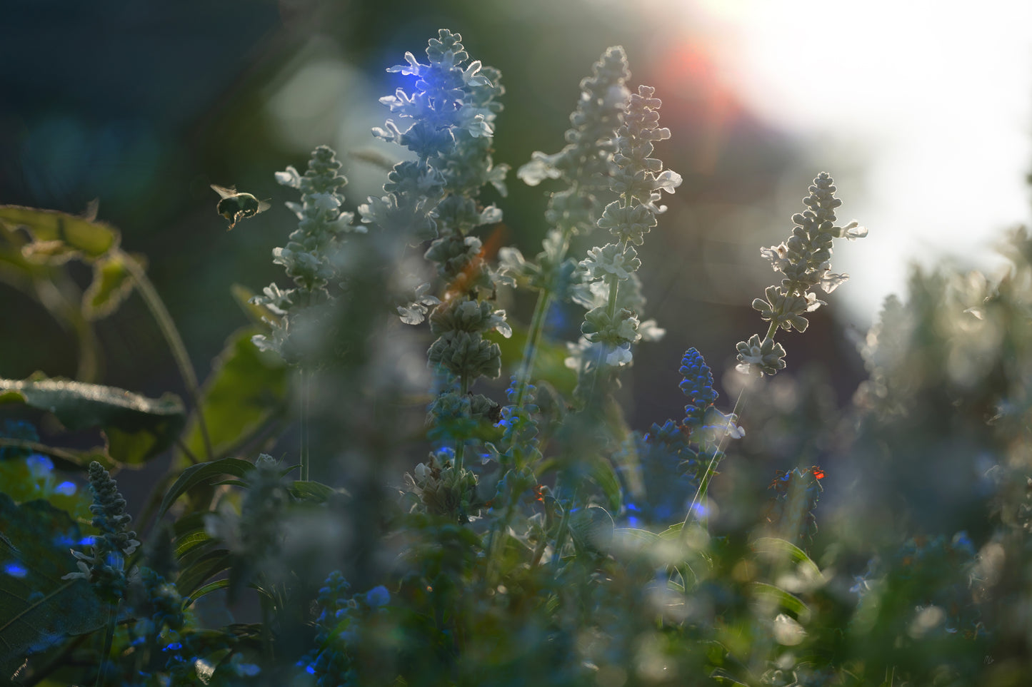 Morning Flare