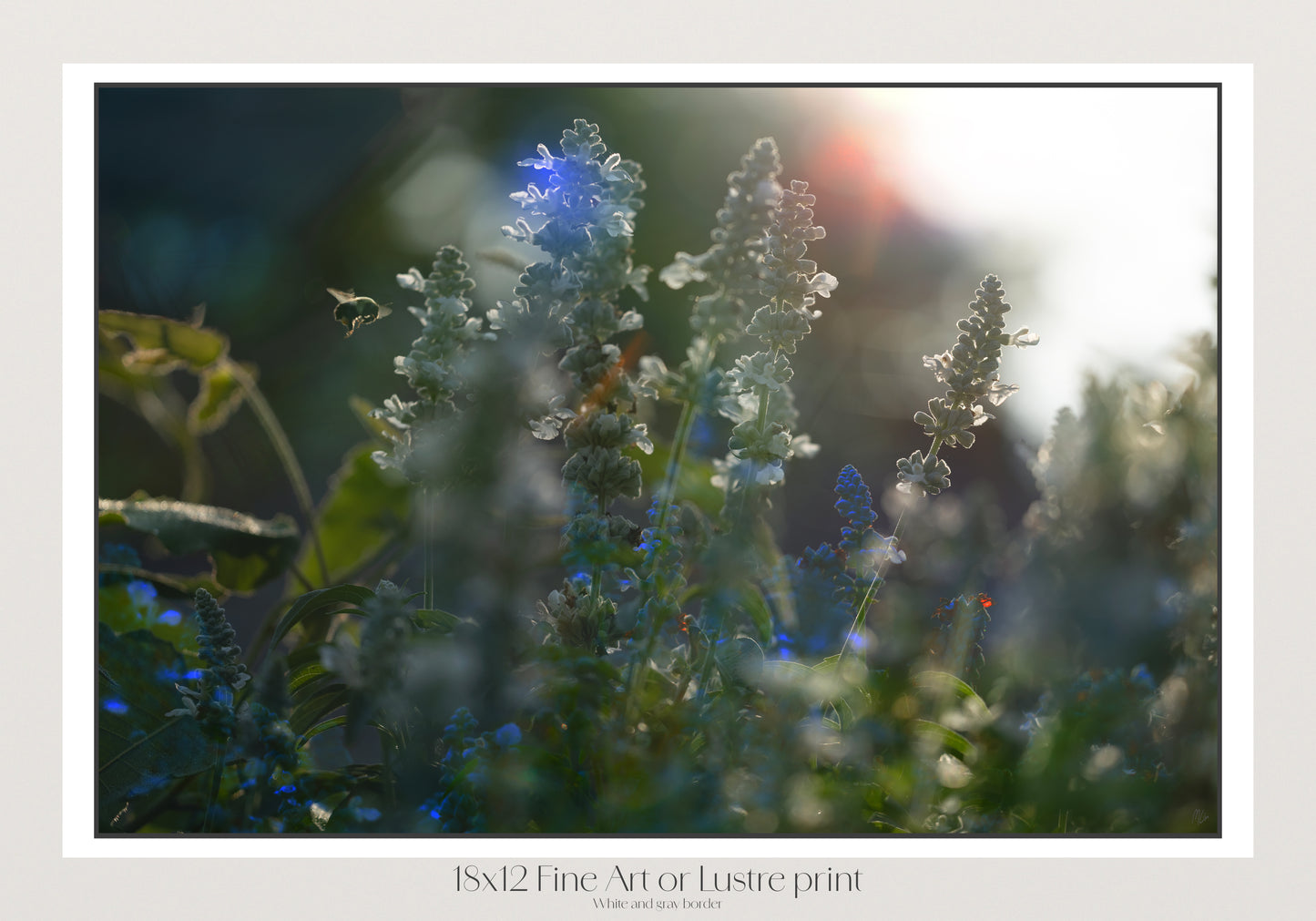 Morning Flare