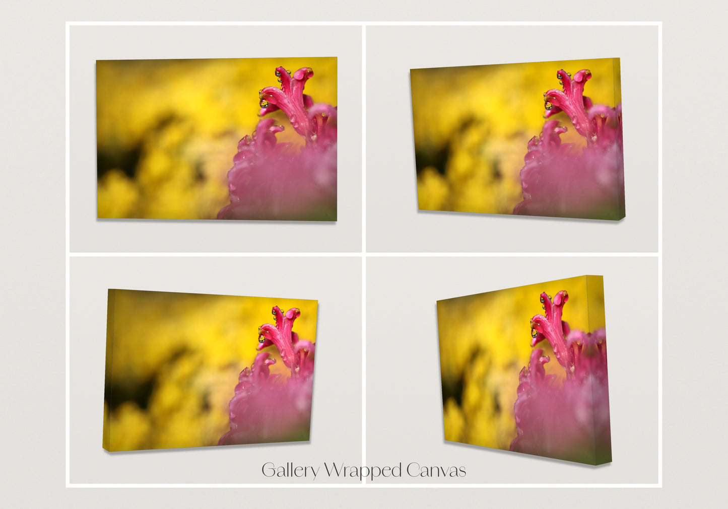 Pink on Gold