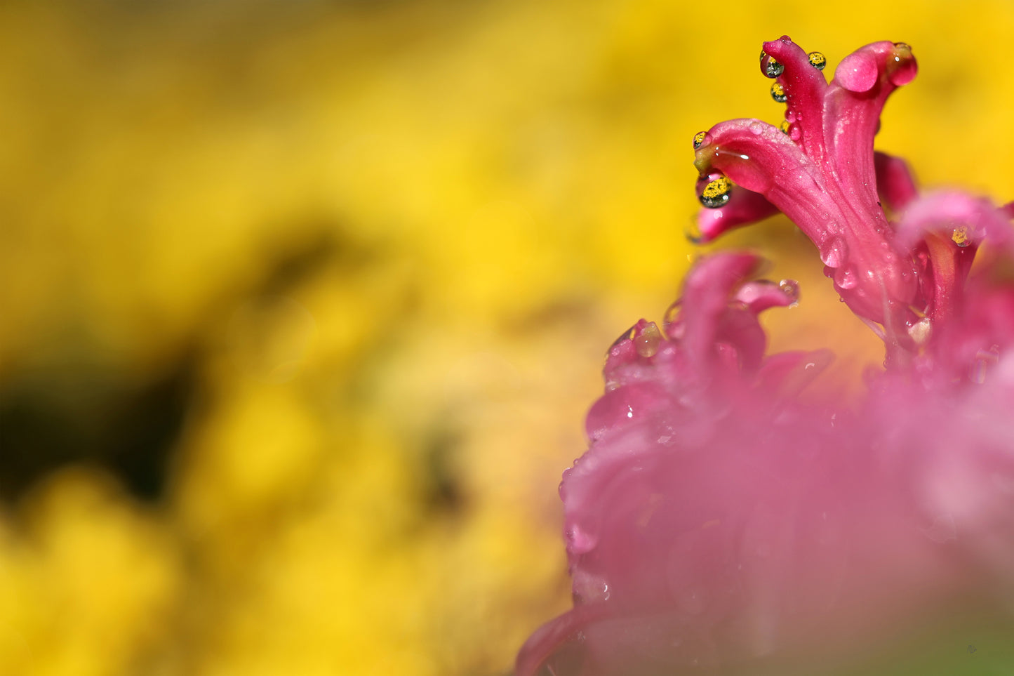 Pink on Gold