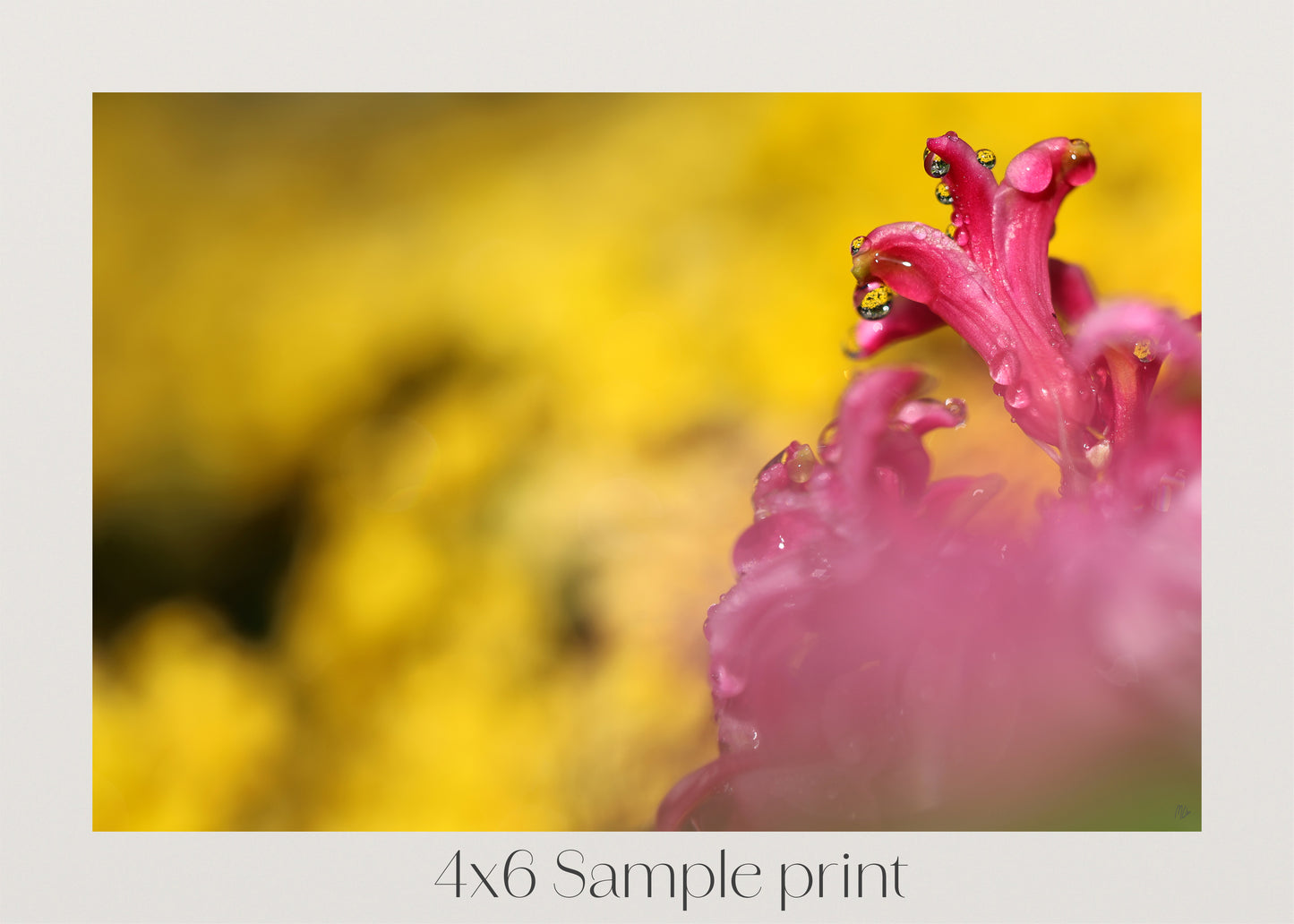 Pink on Gold
