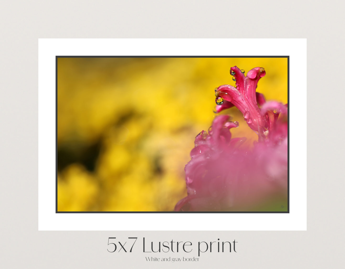 Pink on Gold