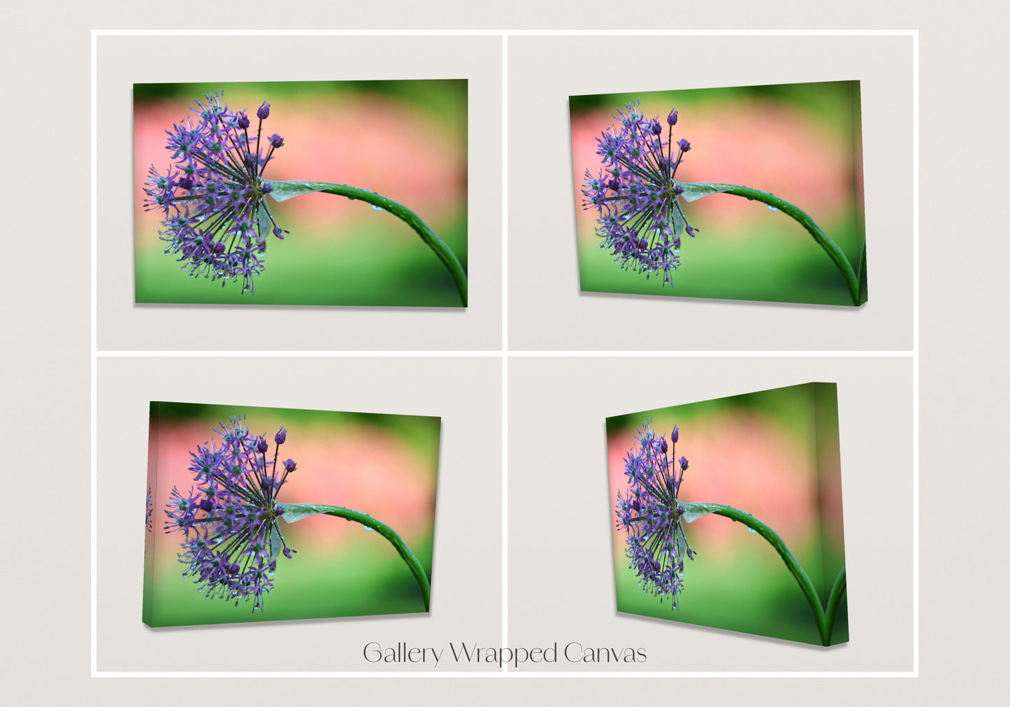 Purple Fireworks
