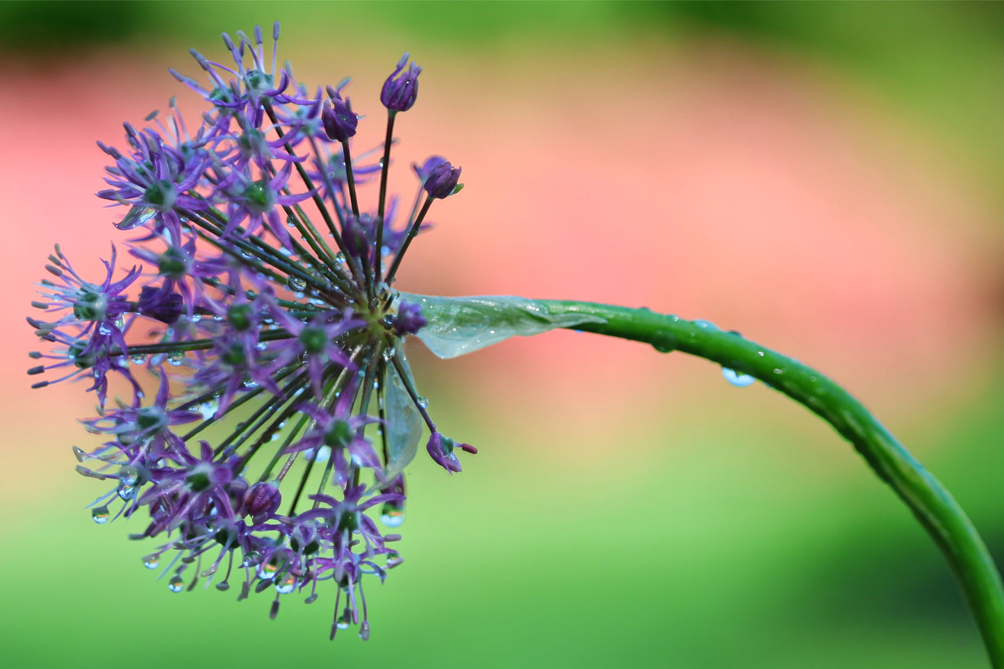 Purple Fireworks