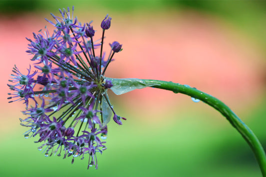 Purple Fireworks