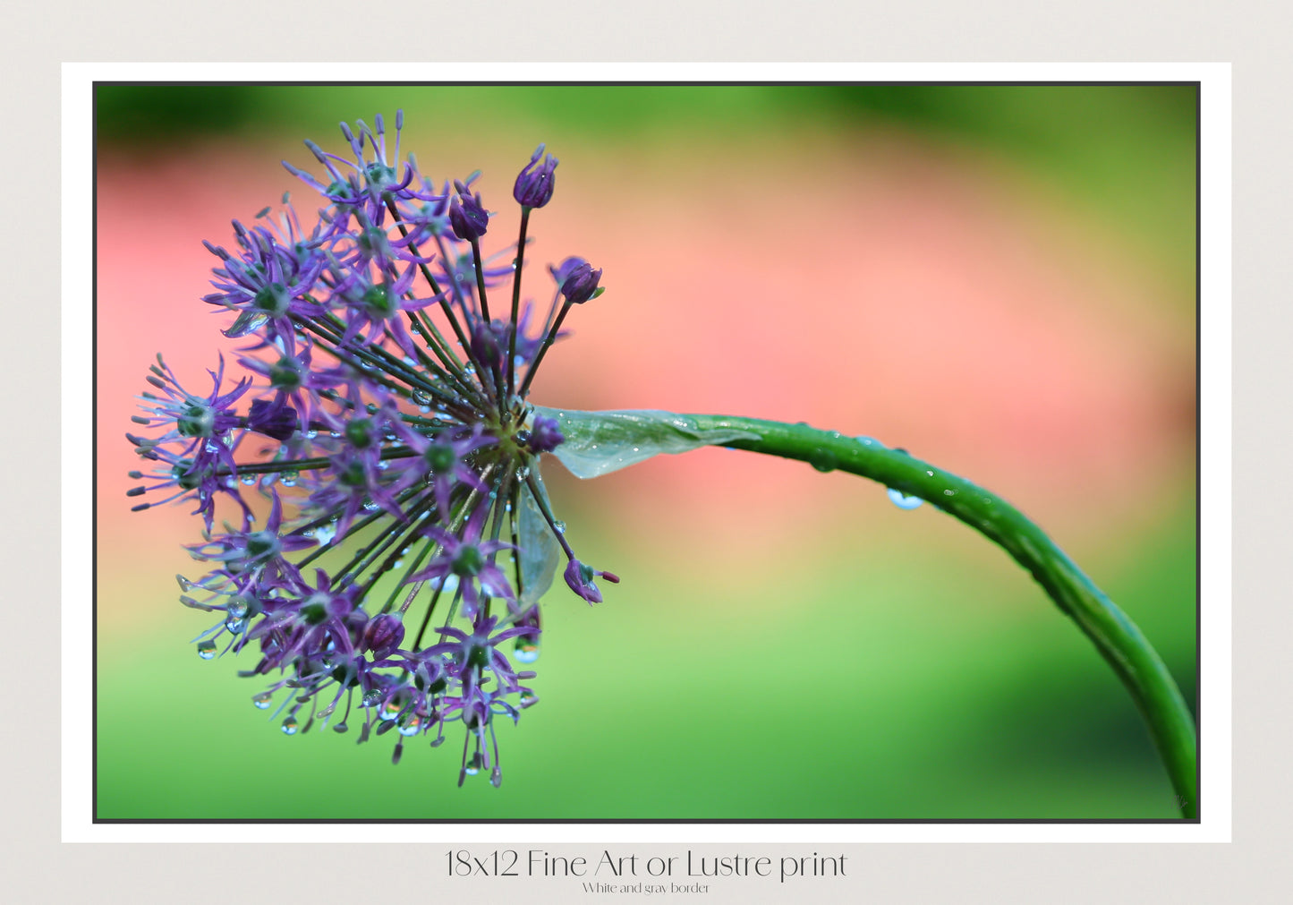 Purple Fireworks