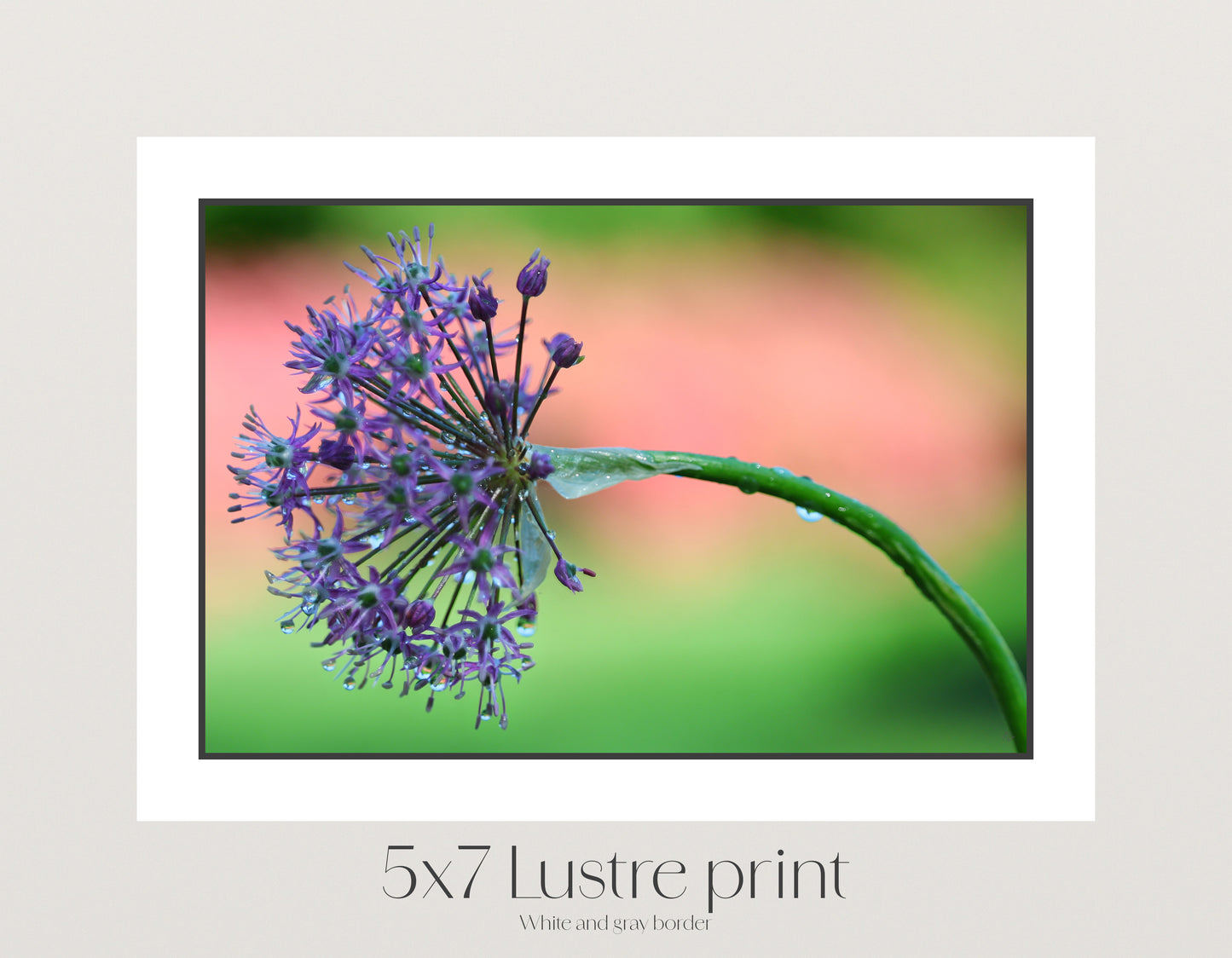 Purple Fireworks