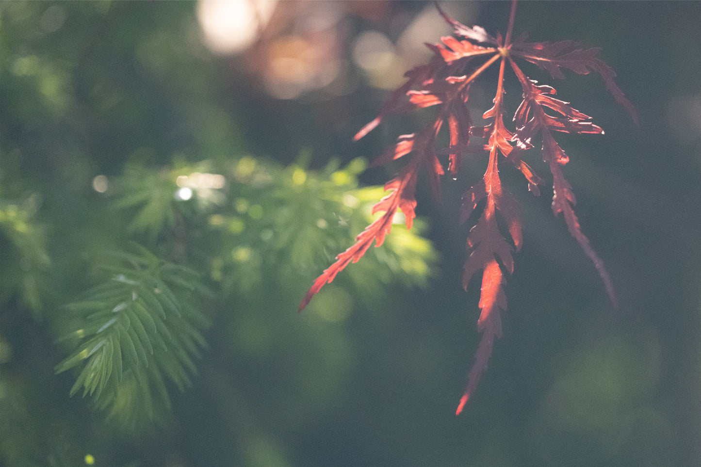 Quiet Contrast