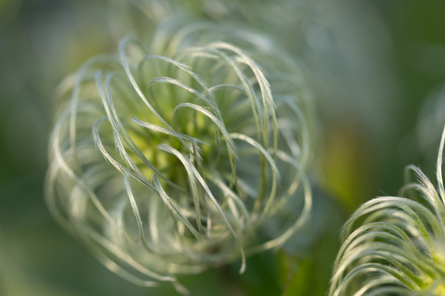 Silver Wisps
