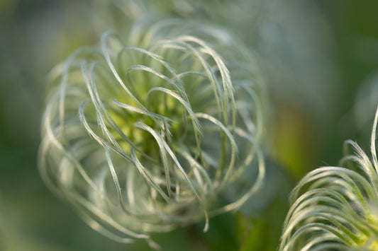 Silver Wisps