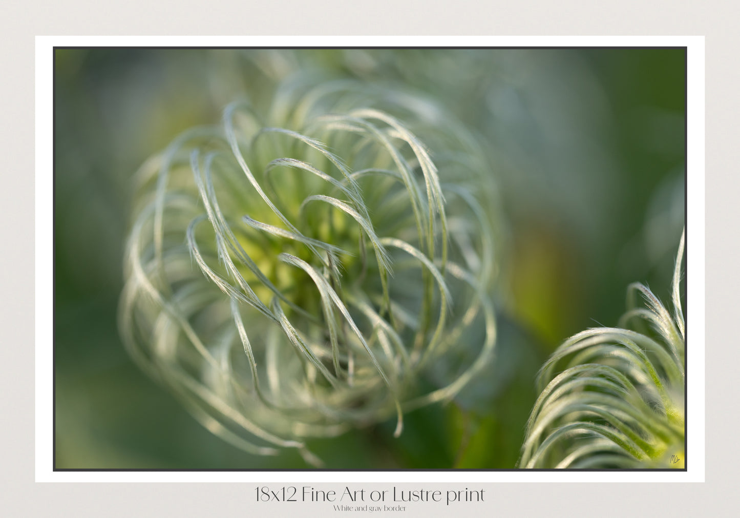Silver Wisps