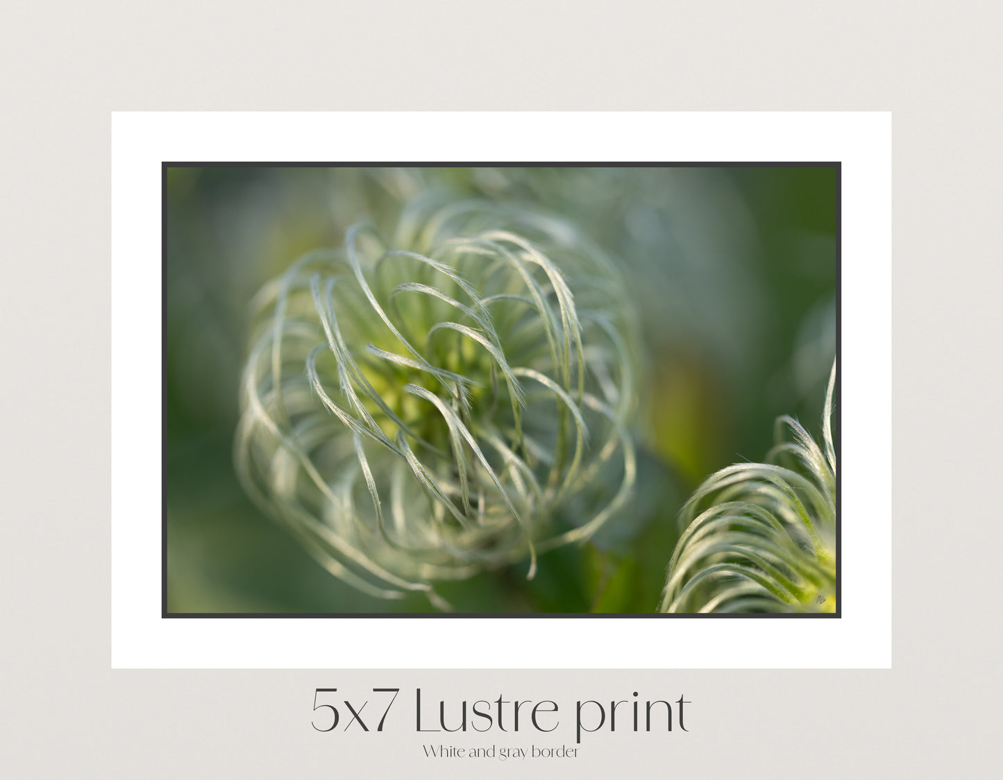 Silver Wisps