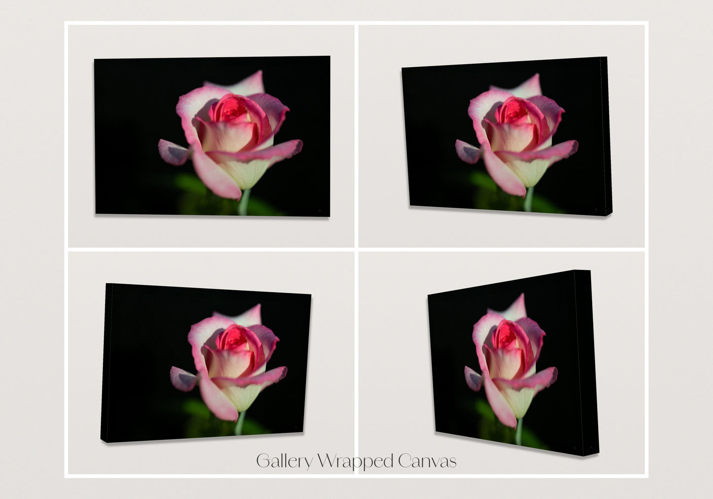 Sugar Dipped Rose