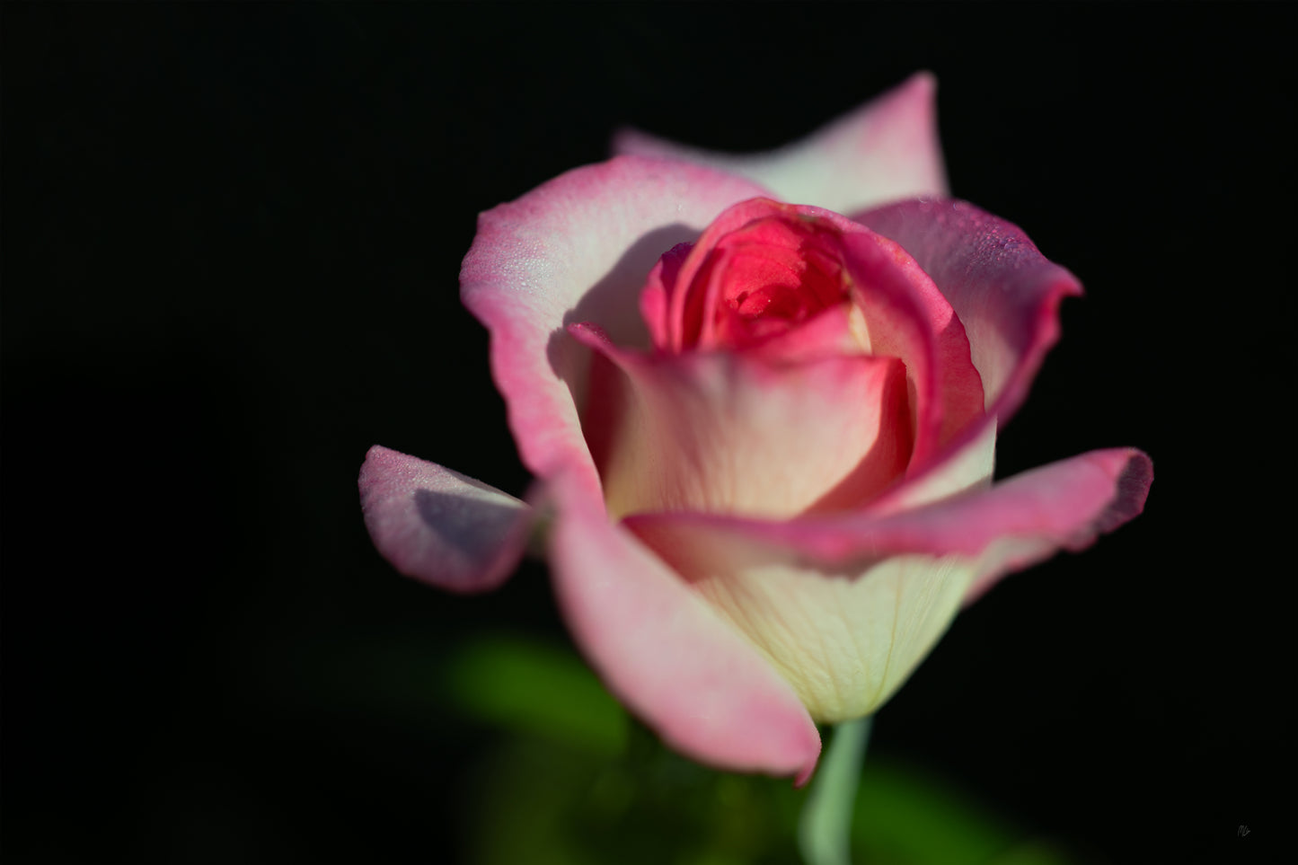 Sugar Dipped Rose