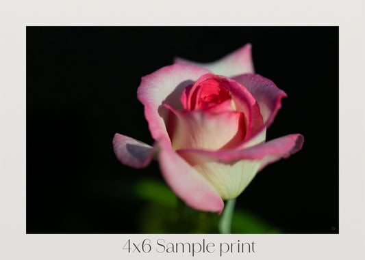 Sugar Dipped Rose