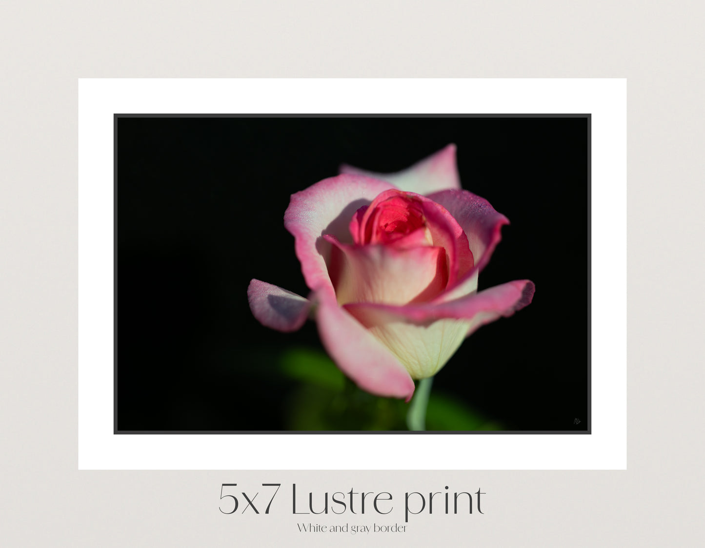 Sugar Dipped Rose