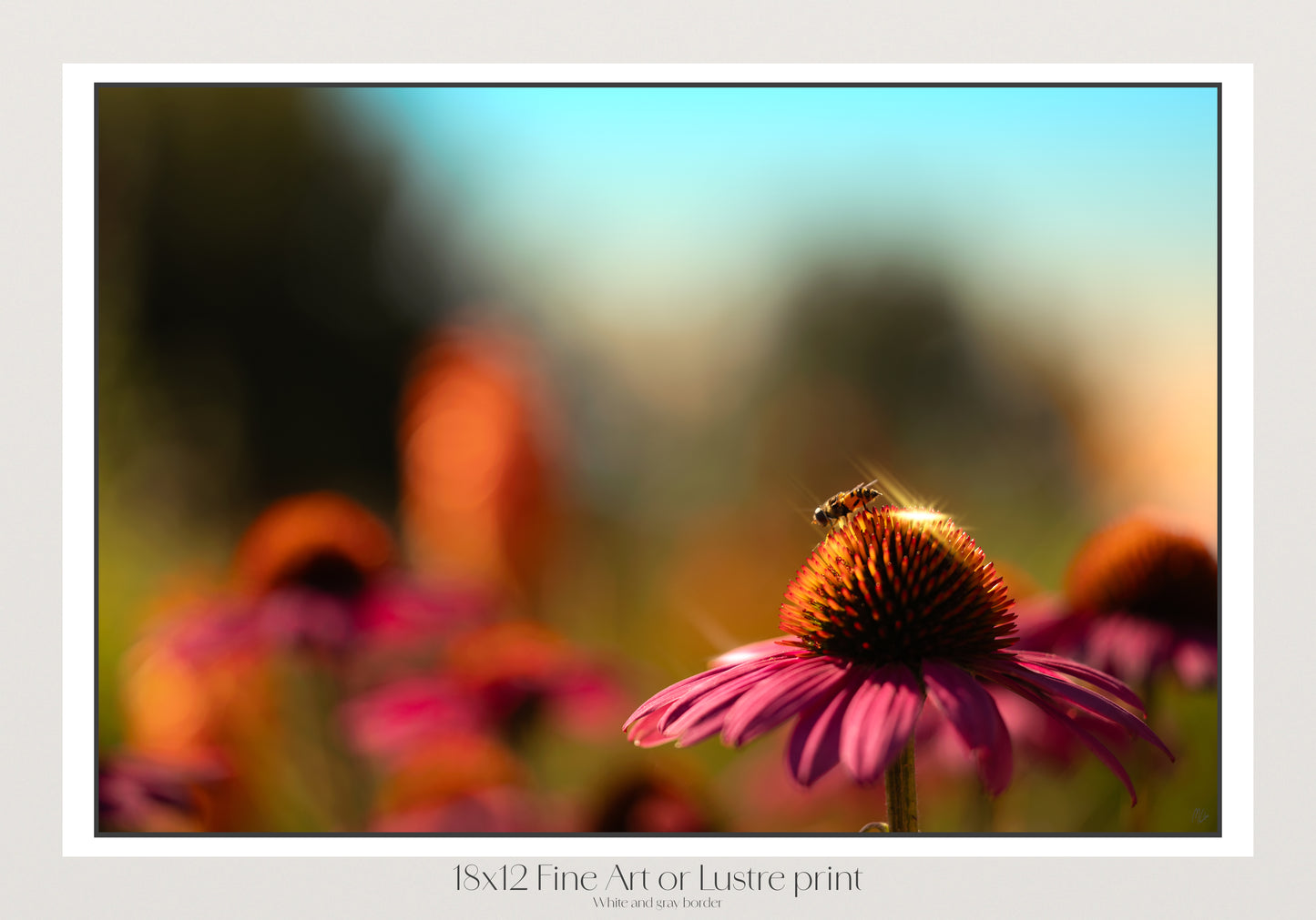 Summer Glint