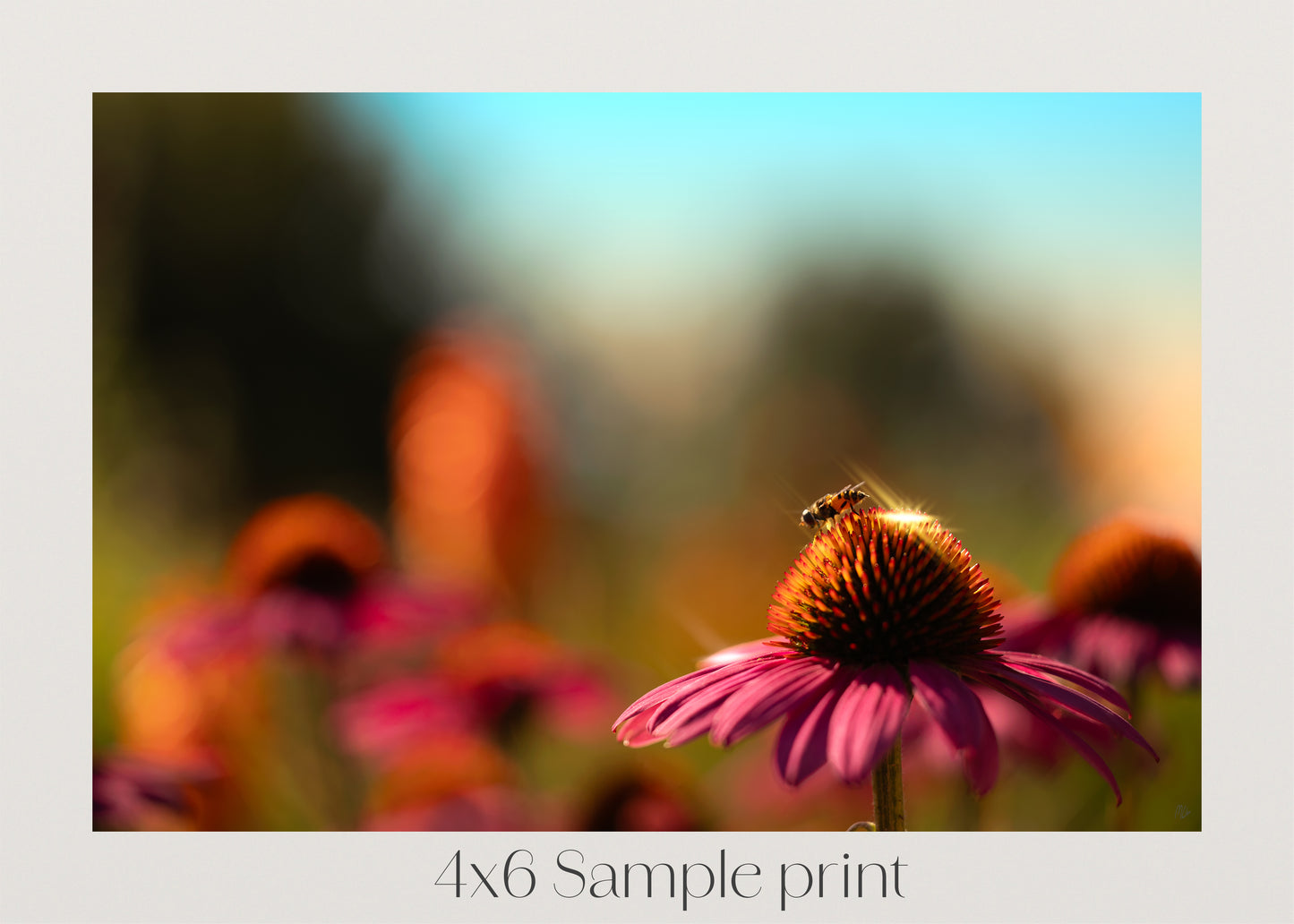Summer Glint