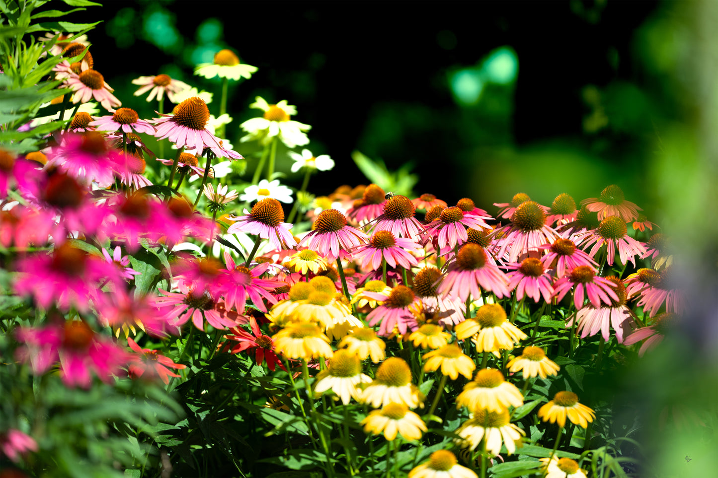 Summer's Palette