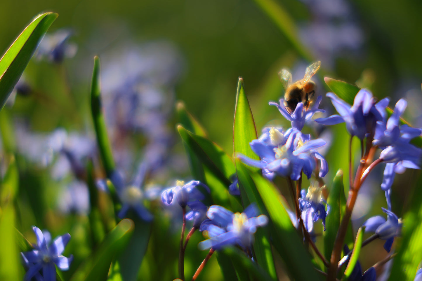 Sunlit Bee