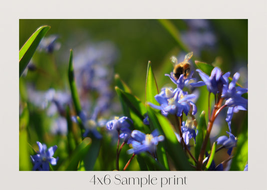 Sunlit Bee