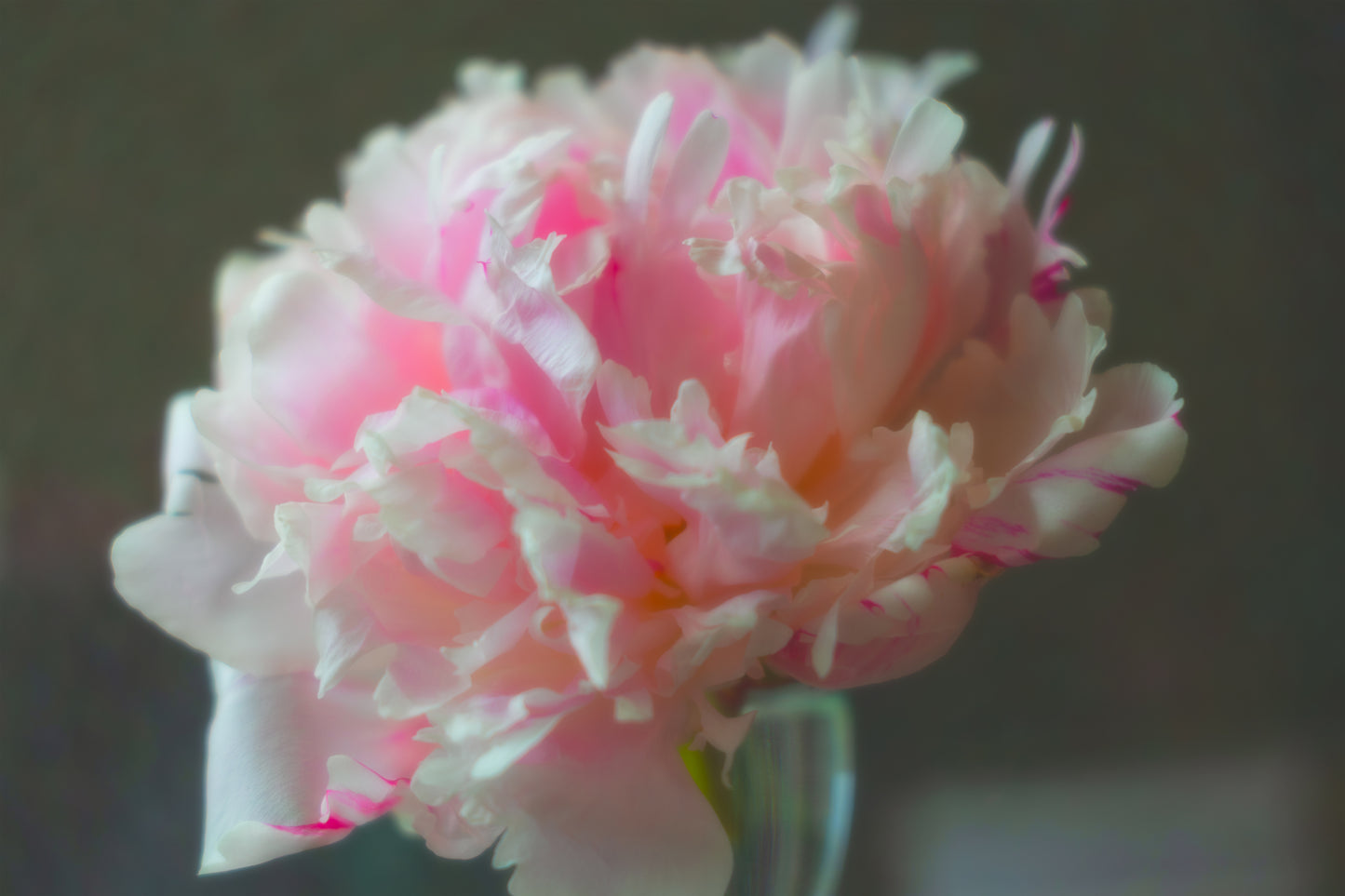 The Brooding Peony