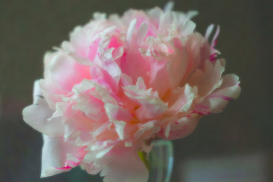 The Brooding Peony
