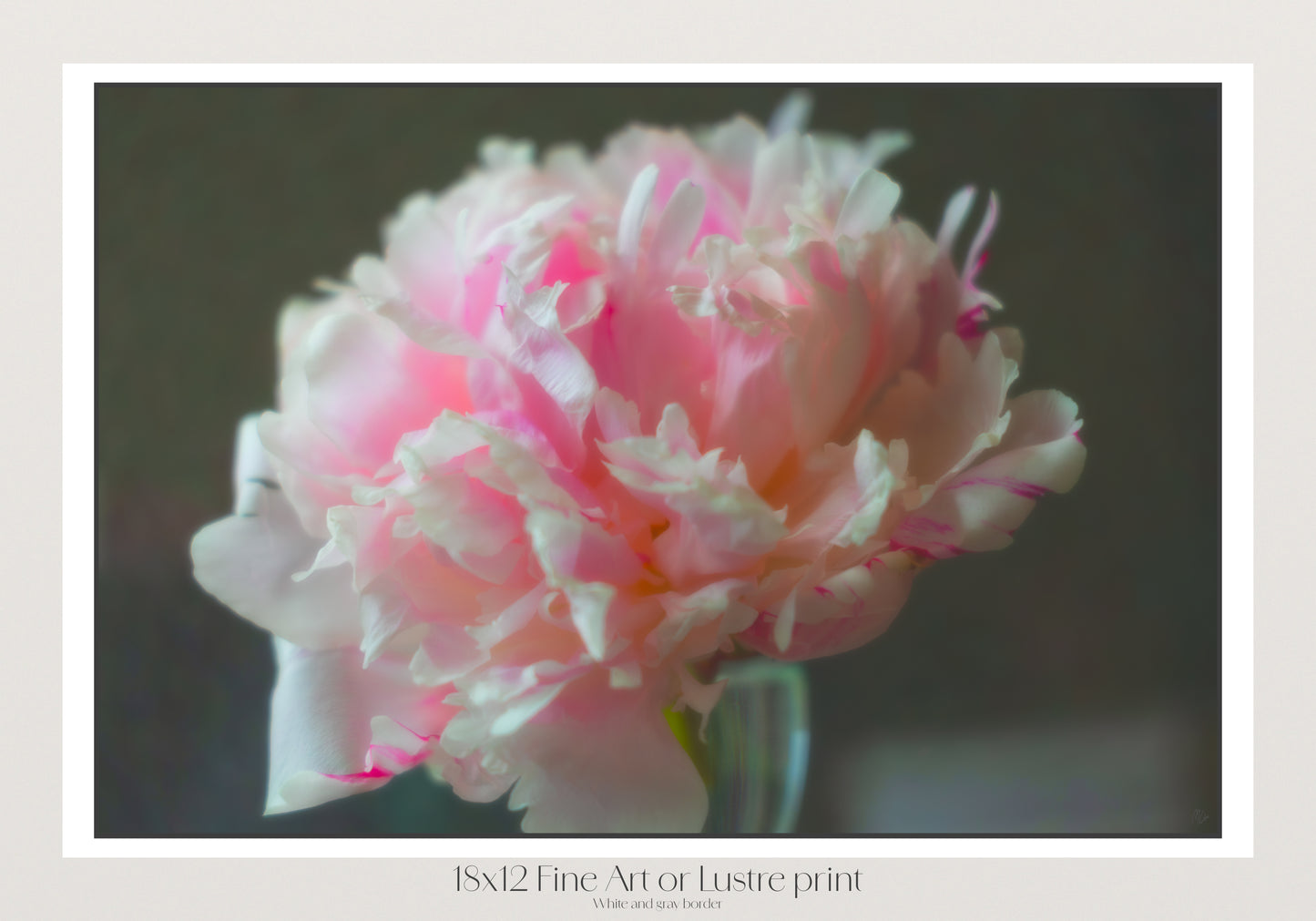 The Brooding Peony
