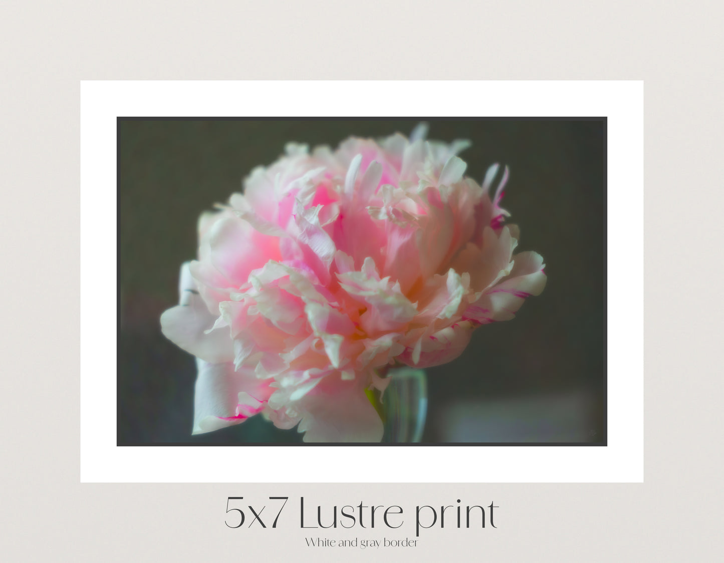 The Brooding Peony
