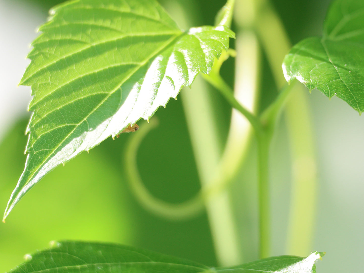 The Lost and Found for Forgotten Dreams