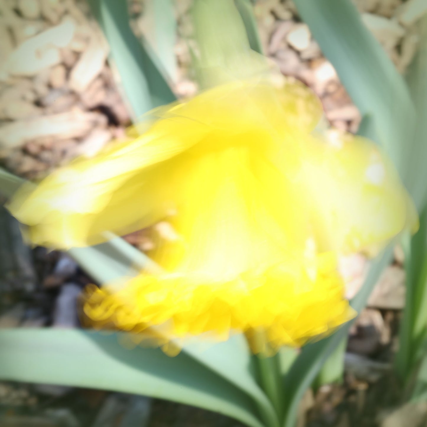 Dancing Daffodil 1 - Free version