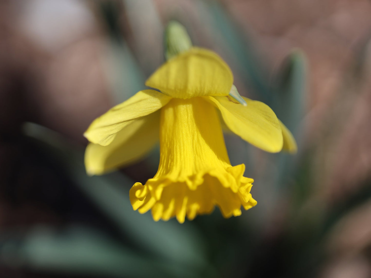 Dancing Daffodil 11 - Free version