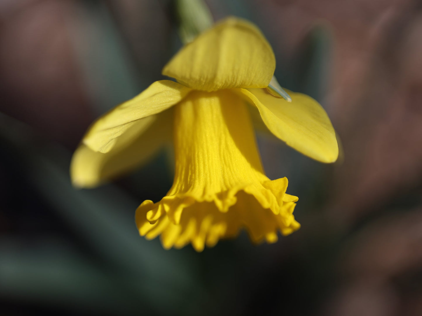 Dancing Daffodil 12 - Free version