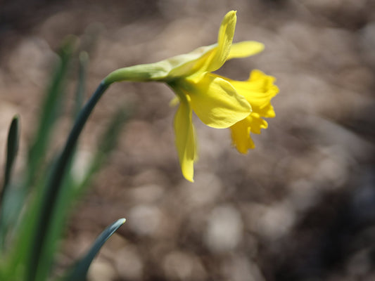 Dancing Daffodil 7 Digital Art