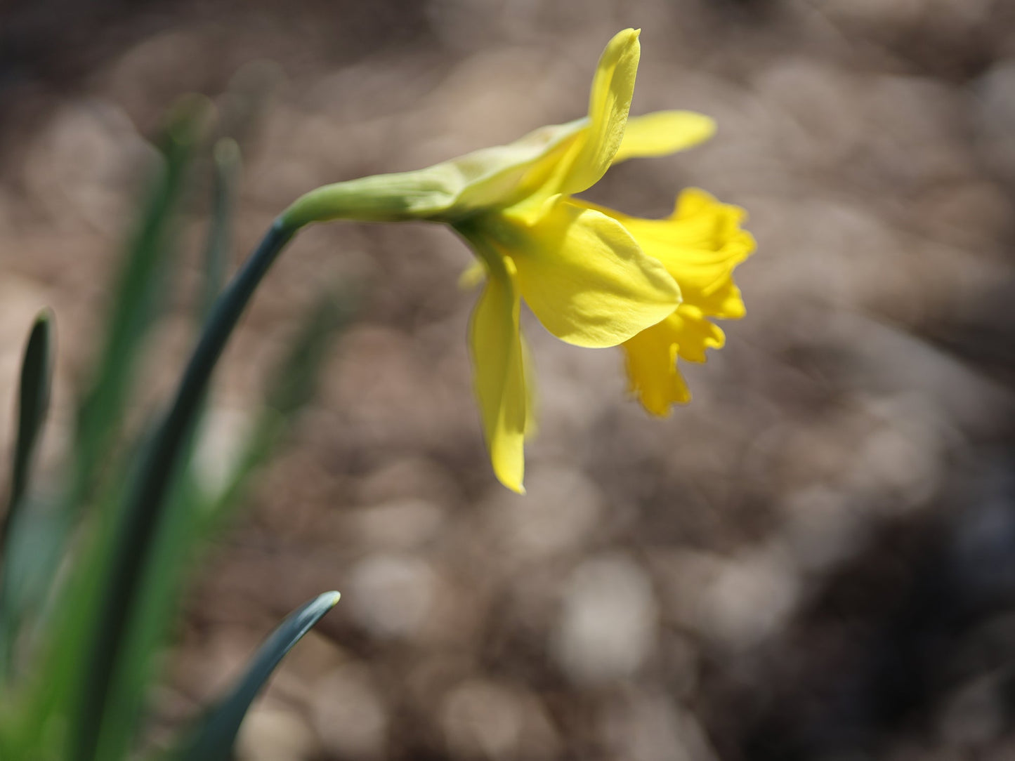 Dancing Daffodil 7 - Free version